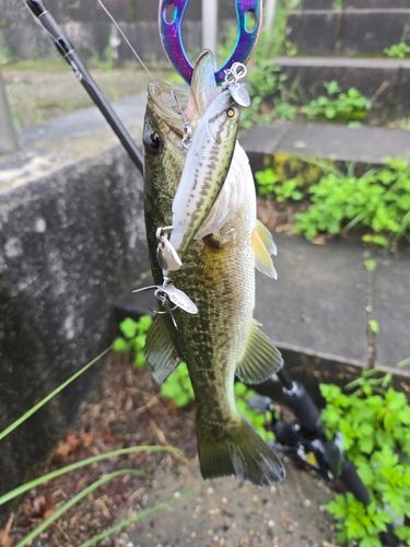 ラージマウスバスの釣果