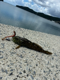 アナハゼの釣果