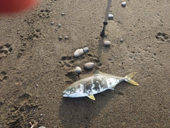 フクラギの釣果