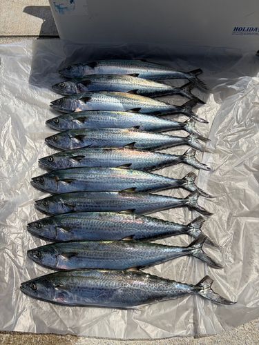 サゴシの釣果