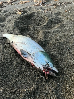 アキアジの釣果