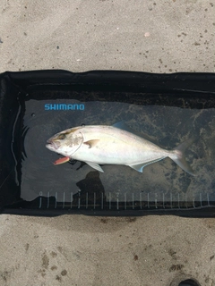 ショゴの釣果