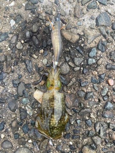 アオリイカの釣果