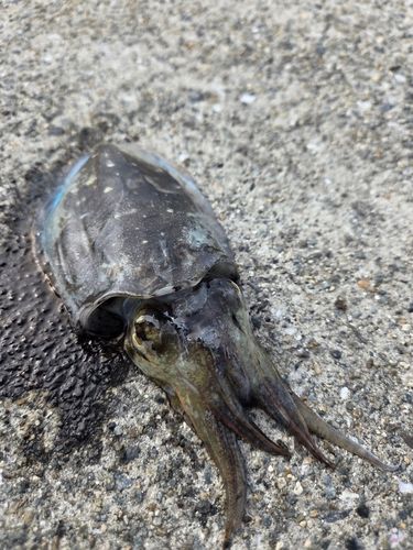モンゴウイカの釣果