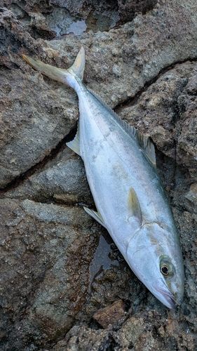 ヒラマサの釣果