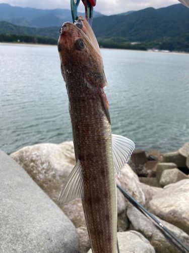 エソの釣果