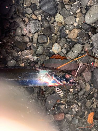 タチウオの釣果
