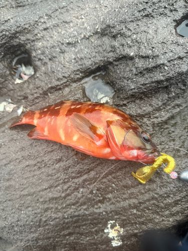 アカハタの釣果