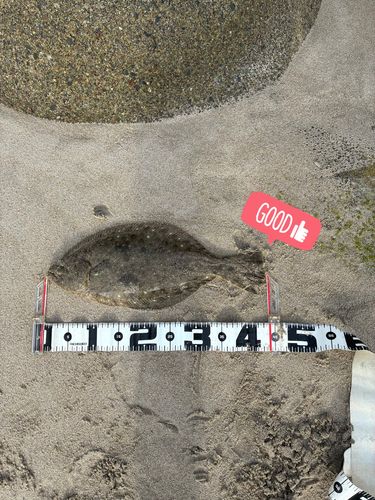 ヒラメの釣果