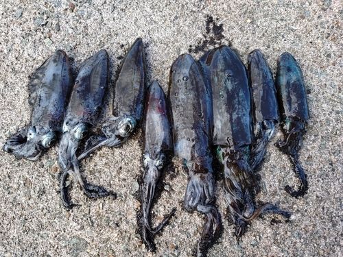 アオリイカの釣果