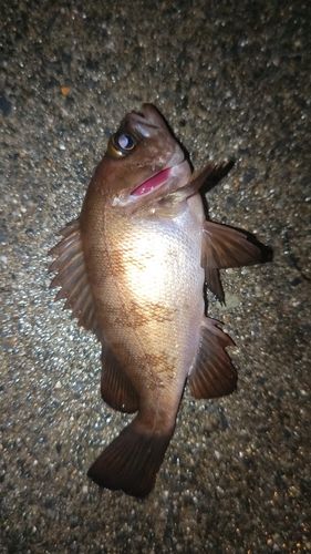 メバルの釣果