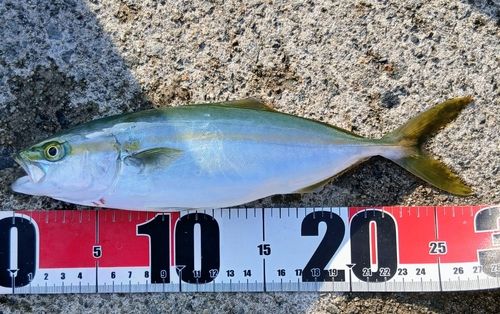 ワカシの釣果