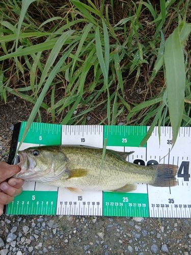 ラージマウスバスの釣果