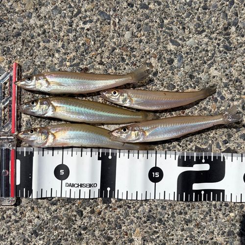 シロギスの釣果