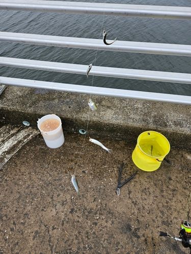 カタクチイワシの釣果