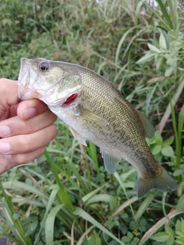 ラージマウスバスの釣果