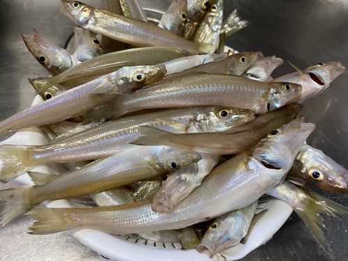 キスの釣果