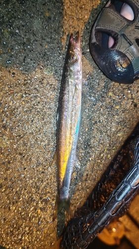 カマスの釣果