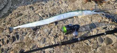 ダツの釣果