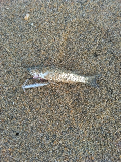 ボラの釣果