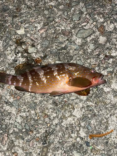 キジハタの釣果