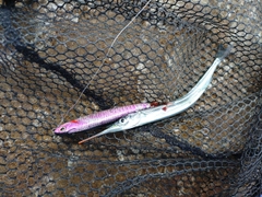 サヨリの釣果