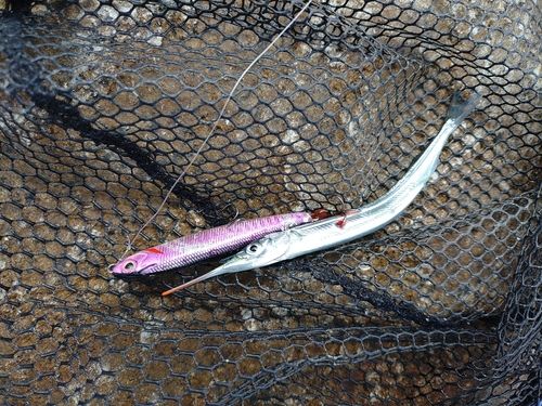 サヨリの釣果