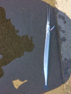 ダツの釣果
