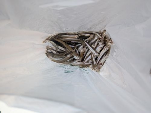 ワカサギの釣果