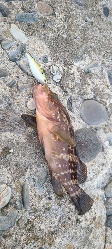 キジハタの釣果