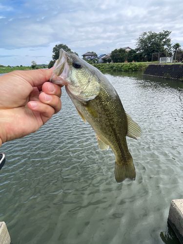 ブラックバス 西の州水門で釣れたブラックバスの釣り・釣果情報 - アングラーズ