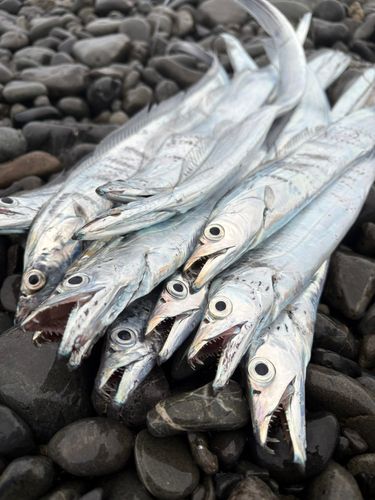 タチウオの釣果