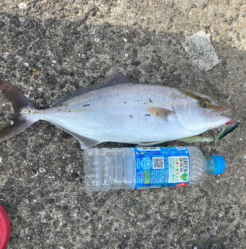 ネリゴの釣果