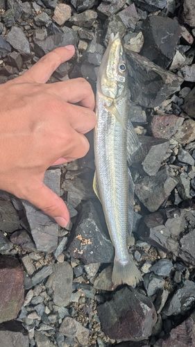 キスの釣果