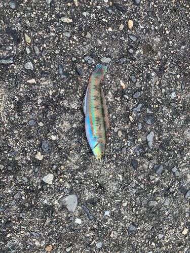 ベラの釣果