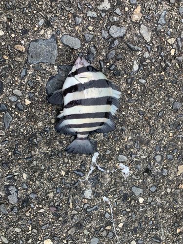 イシダイの釣果