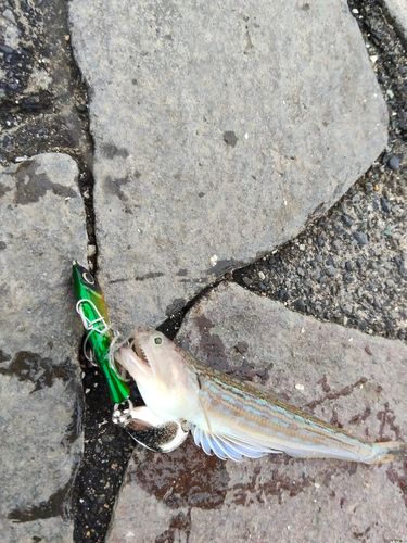 エソの釣果