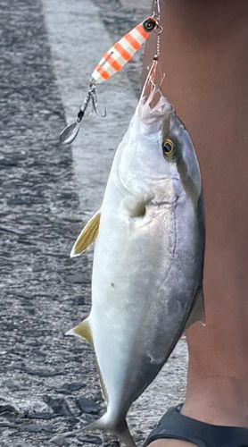 カンパチの釣果