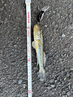 ハゼの釣果