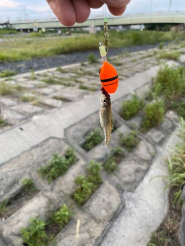 クチボソの釣果
