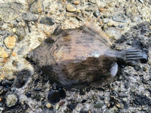 カワハギの釣果