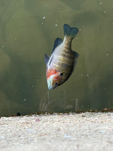 ブルーギルの釣果