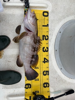 クエの釣果