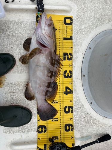クエの釣果
