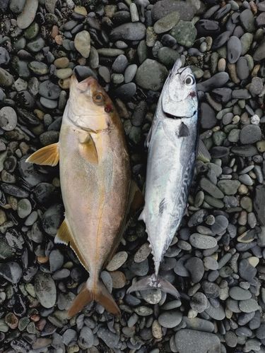 ショゴの釣果