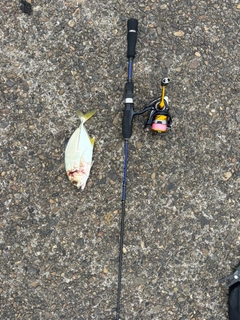 メッキの釣果