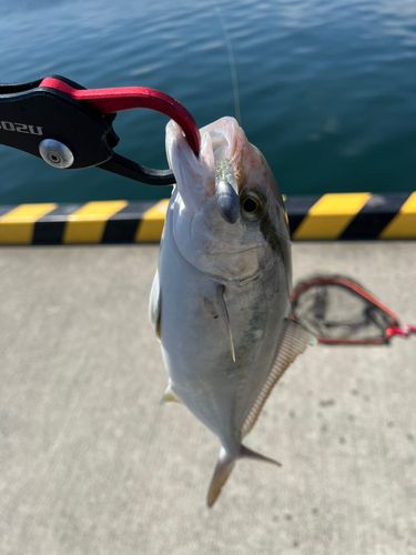 ショゴの釣果