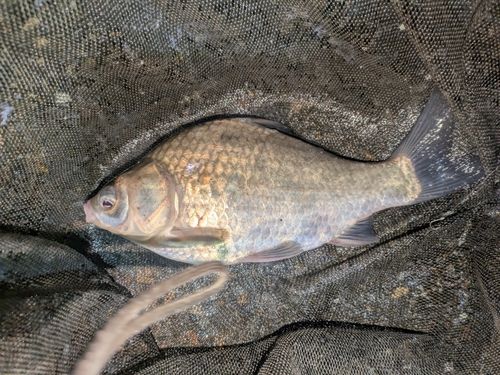 ヘラブナの釣果