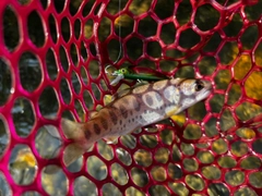 ヤマメの釣果