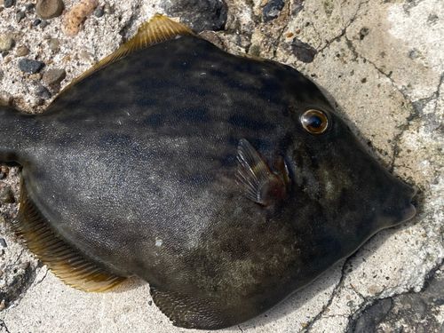 カワハギの釣果